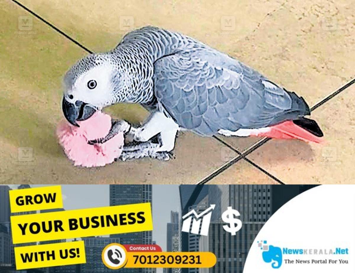 newskerala.net_1755144677_african-parrot-amigo