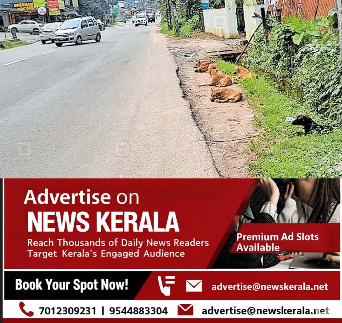 newskerala.net_1755203842_thodupuzha-stary-dog