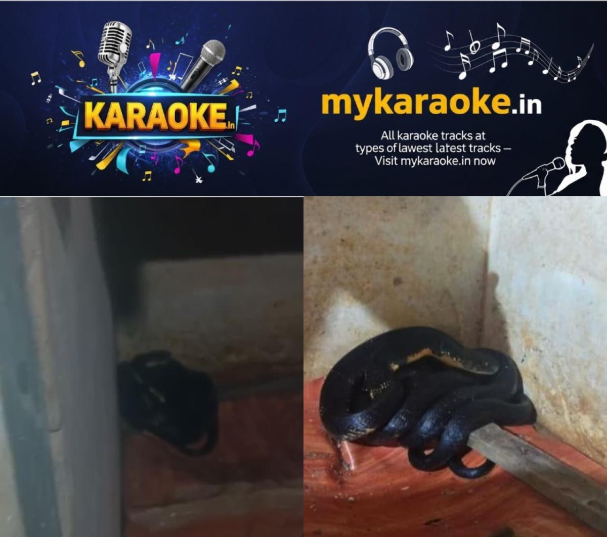 newskerala.net_1755240448_w-1280h-720format-jpgimgid-01k2p6xjat6wm0m661qjjhfcrjimgname-king-cobra-1755239598426