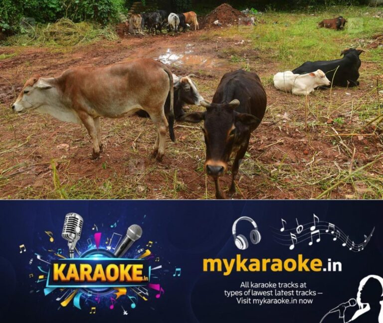 newskerala.net_1755243760_stray-cattle