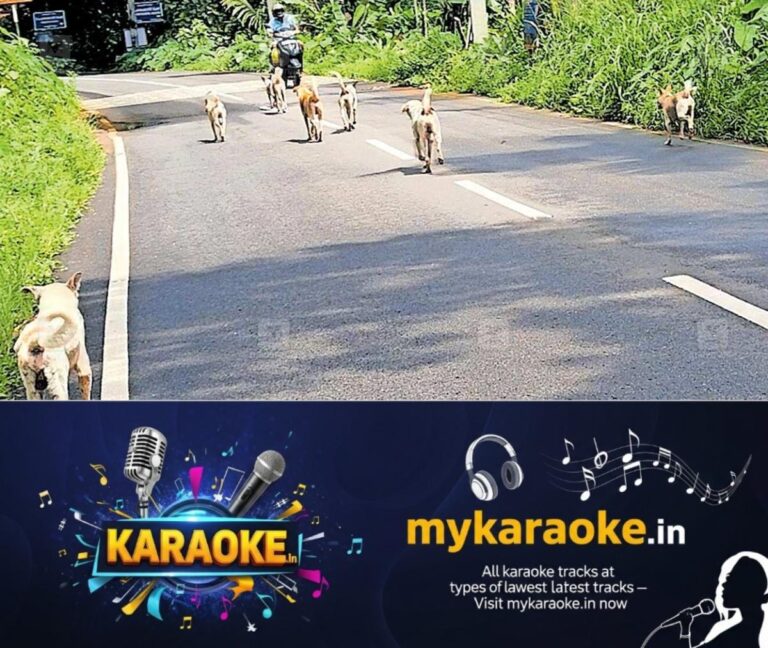 newskerala.net_1755327548_street-dogs-vennikulam