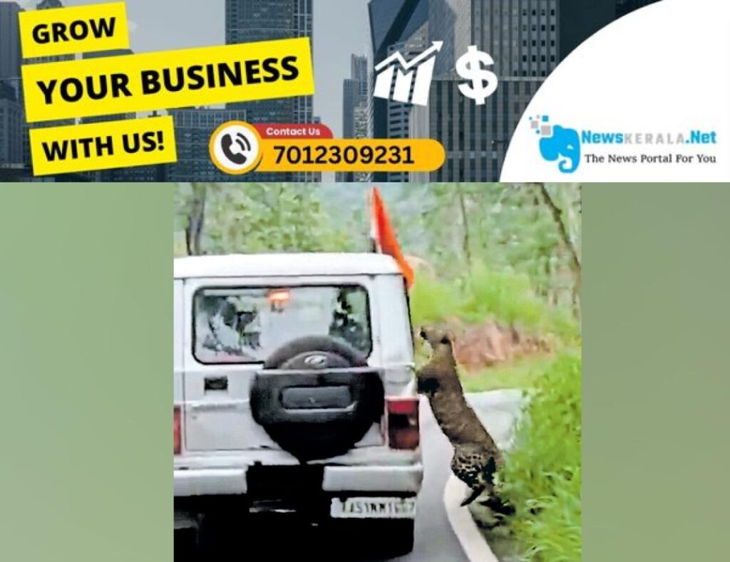 newskerala.net_1755399114_leopard-attack-in-bengaluru