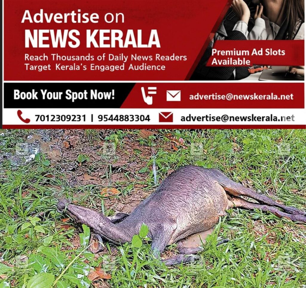 newskerala.net_1755479288_palod-leopard