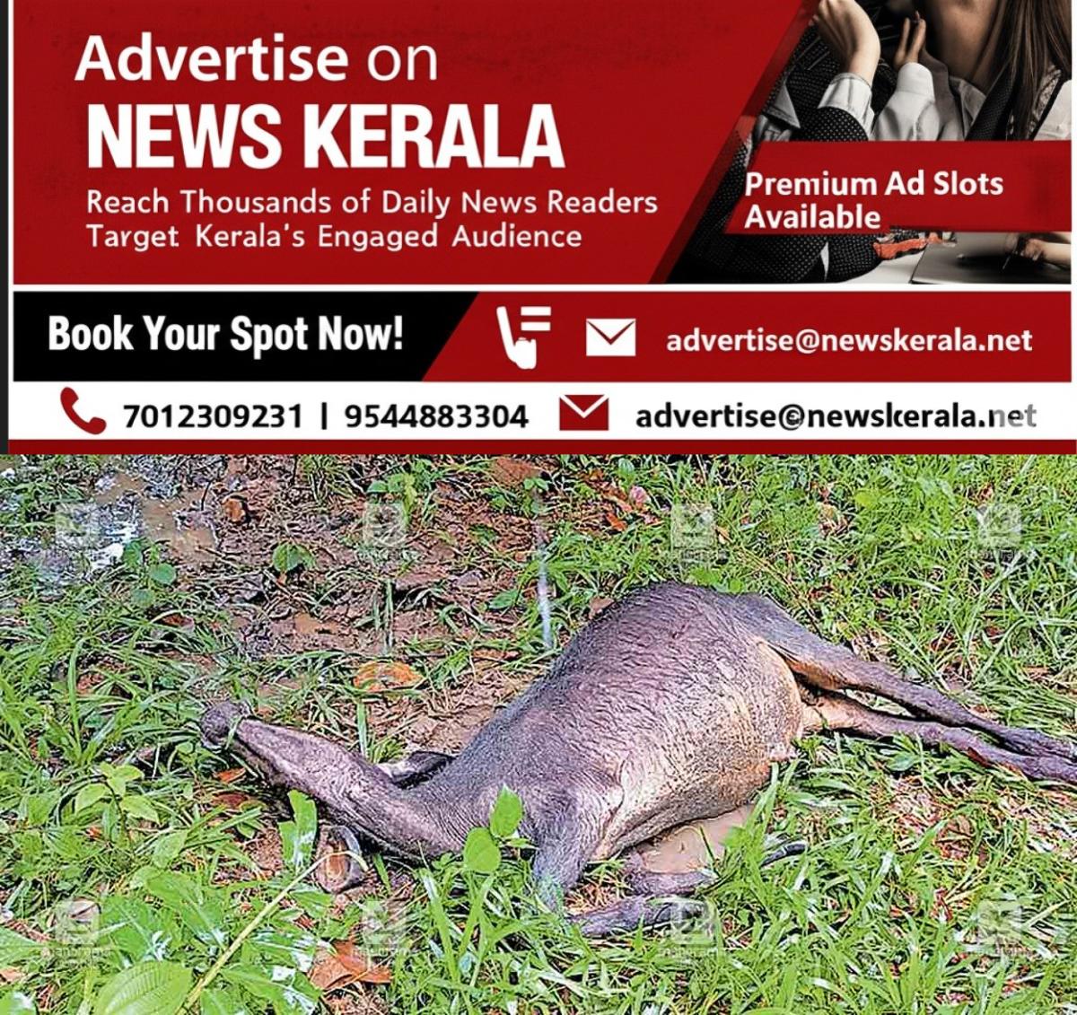 newskerala.net_1755479288_palod-leopard