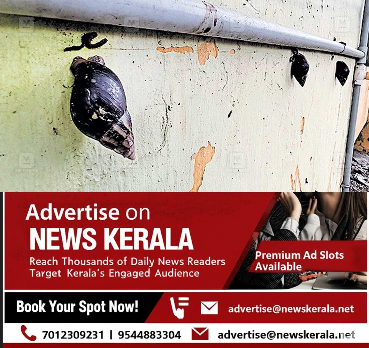 newskerala.net_1755495783_african-snails