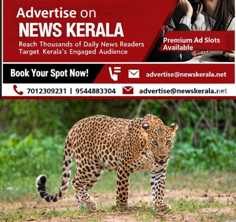 newskerala.net_1755502387_male-leopard-110801