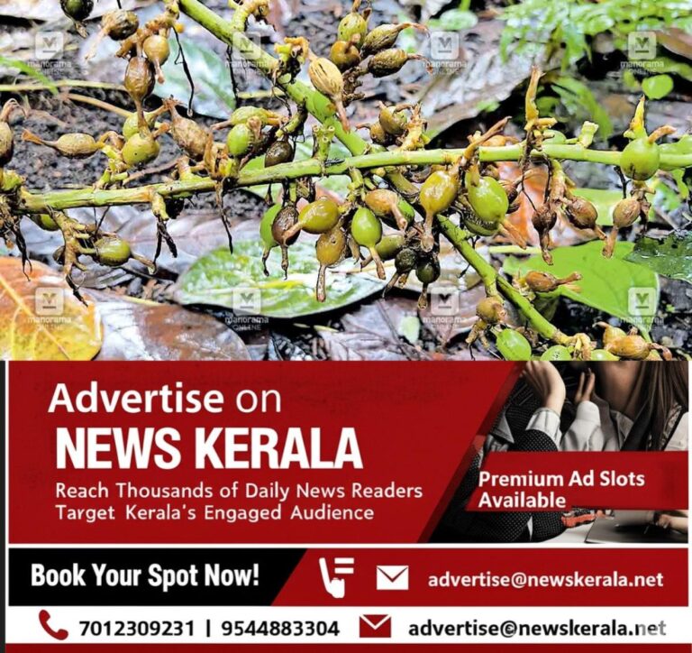 newskerala.net_1755503175_cardamom-phytofthora-fungus