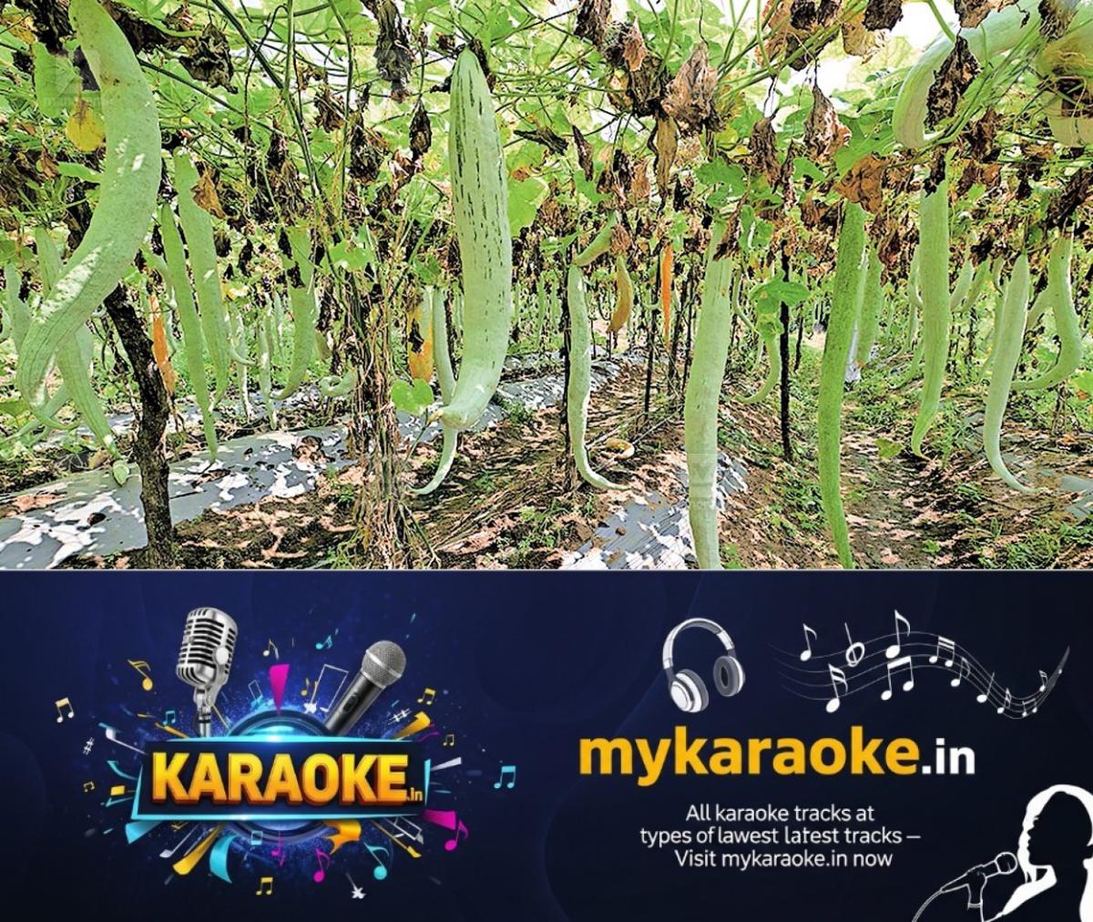 newskerala.net_1755505725_elevencherry-snake-gourd