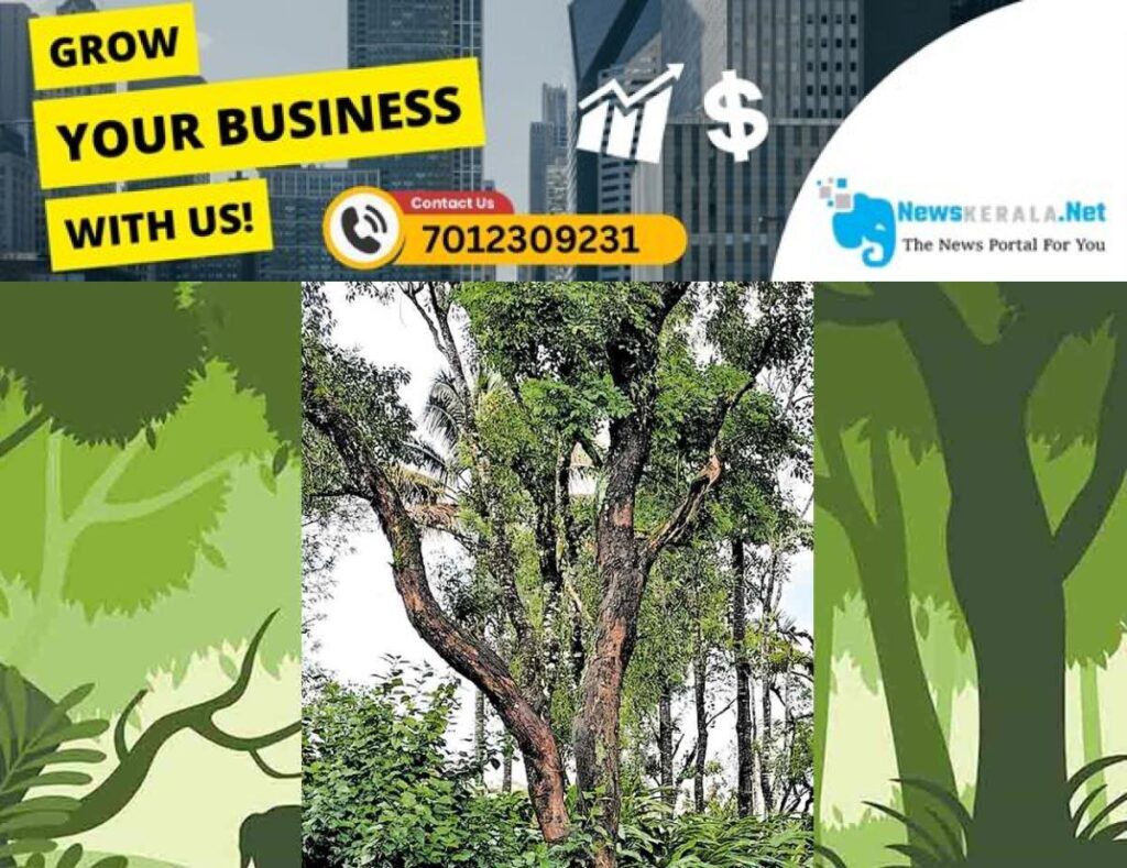 newskerala.net_1755675434_dangerous-tree-santhanpara