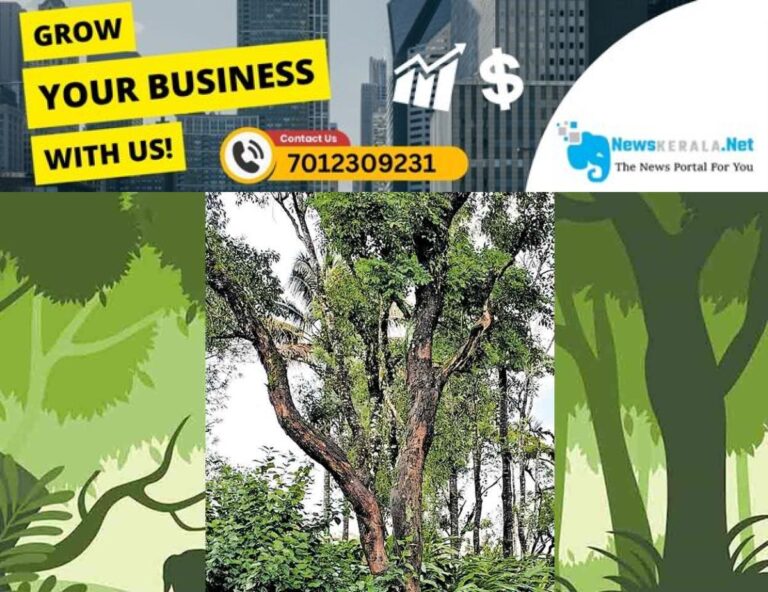newskerala.net_1755675434_dangerous-tree-santhanpara