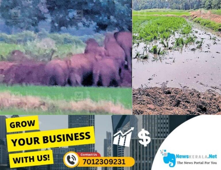 newskerala.net_1755676439_puthussery-wild-elephant