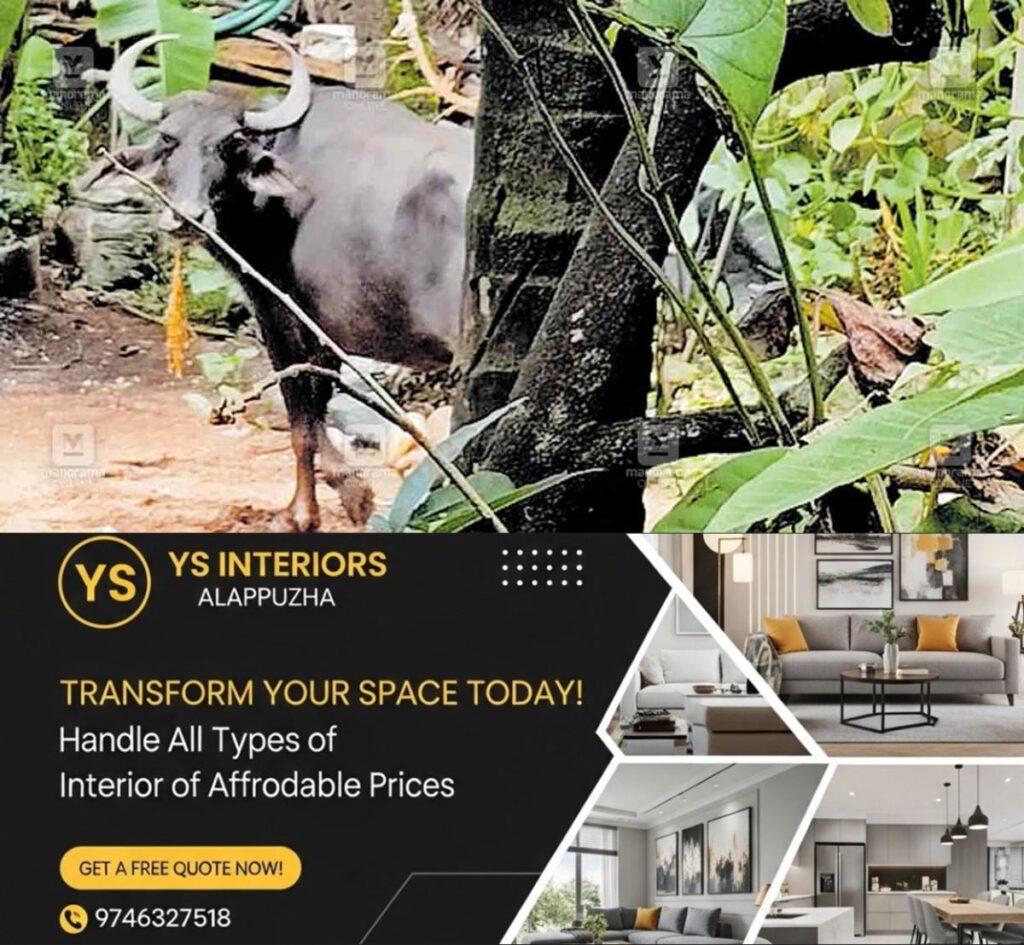 newskerala.net_1755744265_kaypamanghalam-buffallo