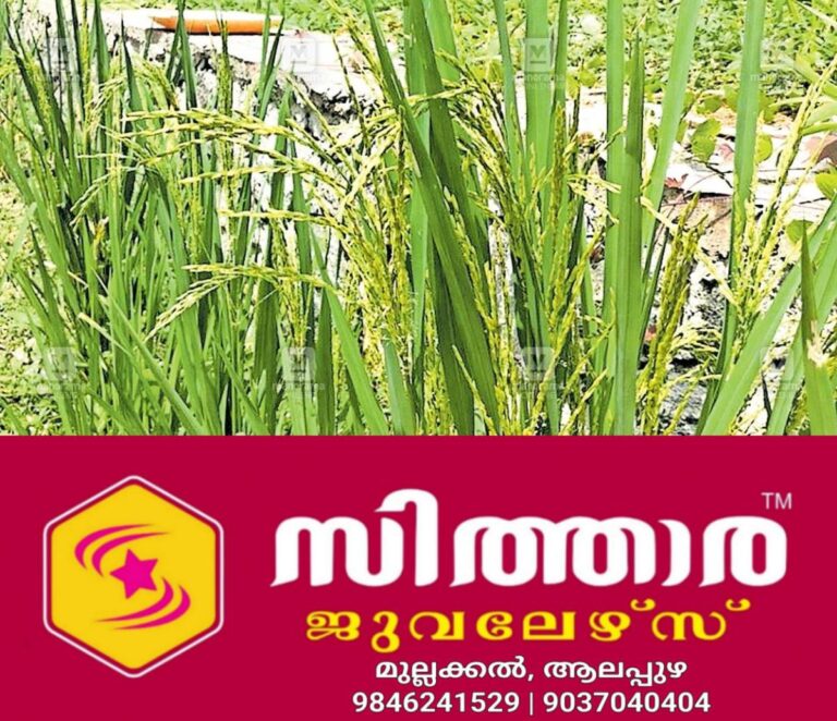 newskerala.net_1755830267_pariyaram-wheat-plant