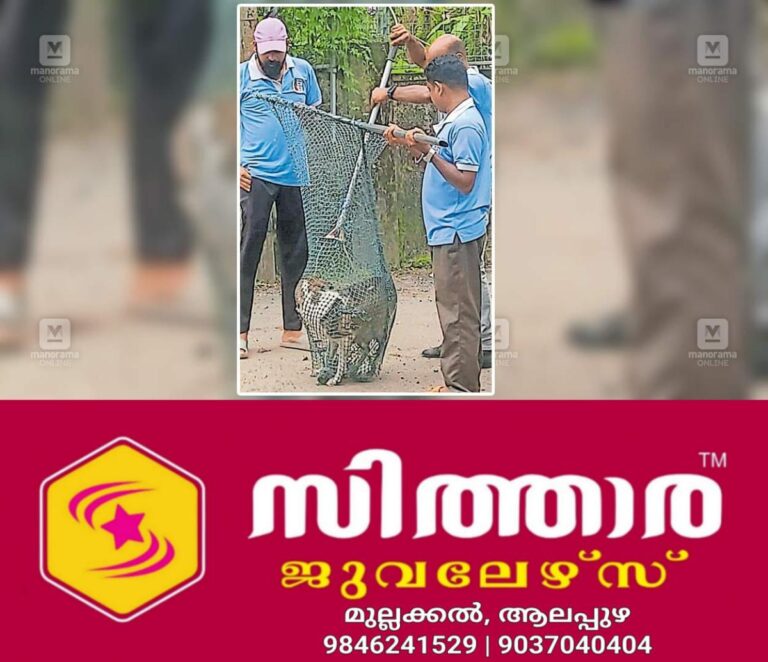 newskerala.net_1755839339_haritha-nagar-stray-dog