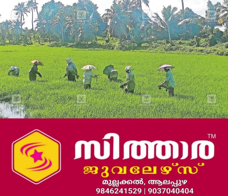 newskerala.net_1755840405_kumarakom-paddy-fields