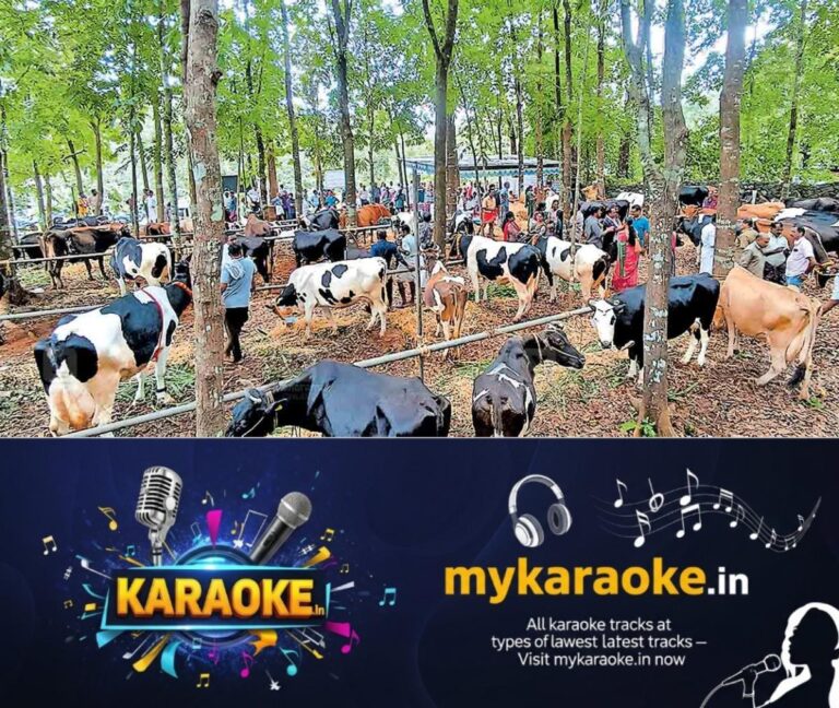 newskerala.net_1755938760_kanjirappally-cow-1