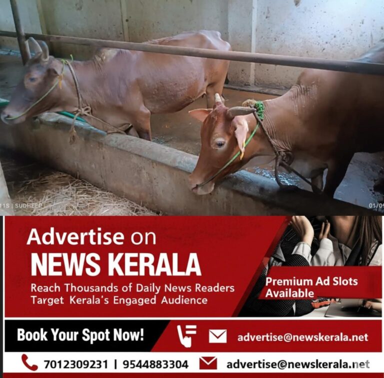 newskerala.net_1755939311_w-1280h-720format-jpgimgid-01k3b1tw6h0tscnx8fx7dfq8bqimgname-cows-1755938910417