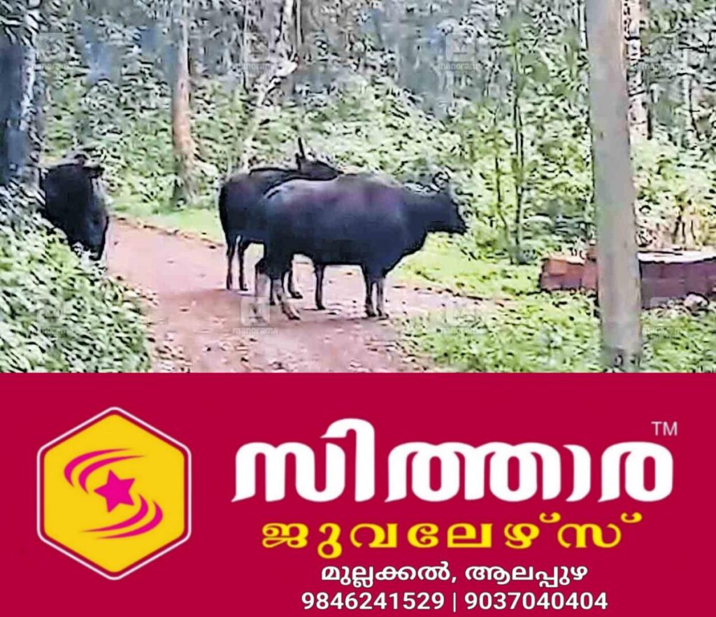 newskerala.net_1756009560_chittaripparambu-wild-baffellow