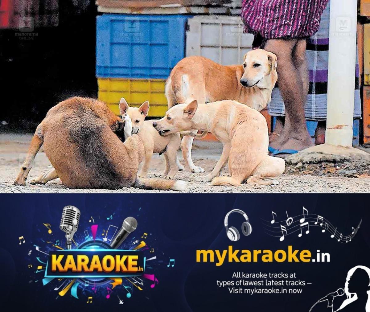 newskerala.net_1756027264_kottayam-stray-dog