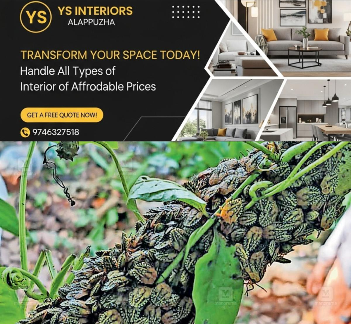 newskerala.net_1756204096_aroli-insect-infestation-1