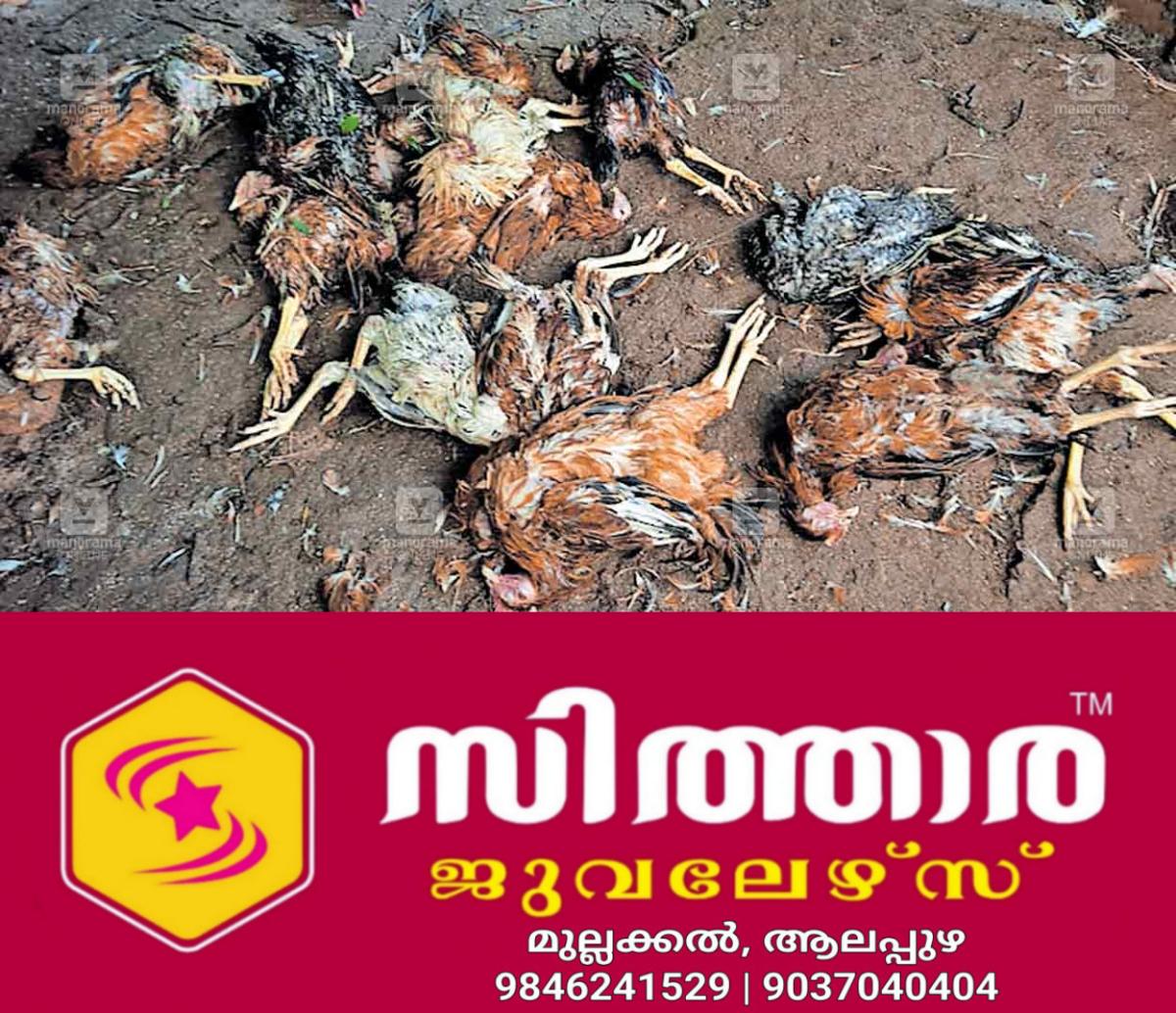 newskerala.net_1756362844_stray-dog-attack-hen