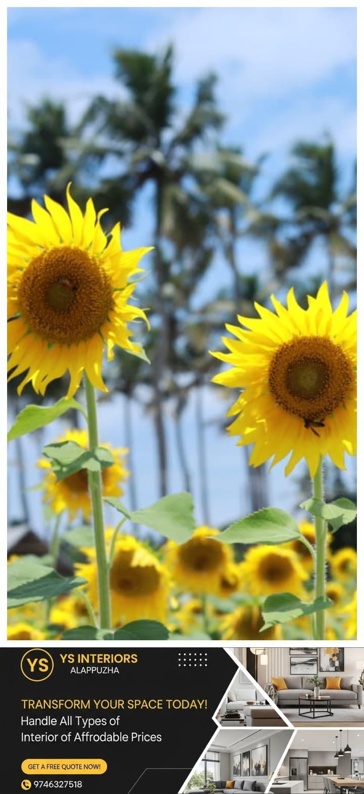newskerala.net_1756375207_w-720h-1280format-jpgimgid-01k3r0w96mj4fvyteecrmt1q0yimgname-sunflower-6-1756374115540