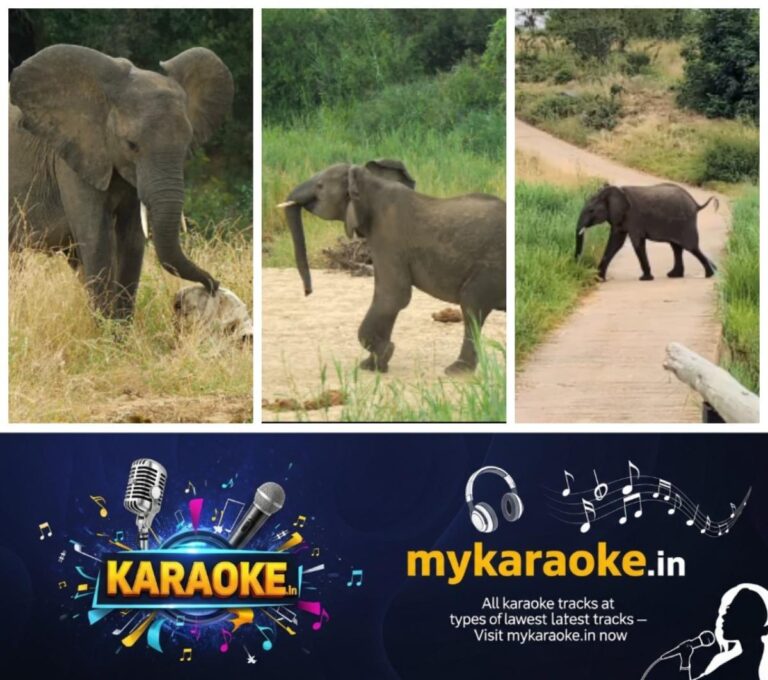 newskerala.net_1756484282_w-1280h-720format-jpgimgid-01k3v8x5m04r062nw7t9g6pbcmimgname-elephants-reaction-after-knowing-sk