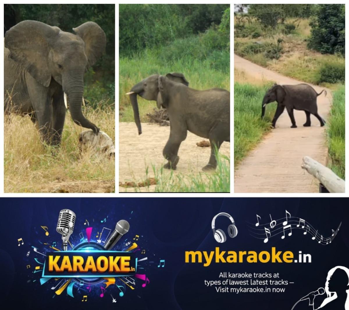 newskerala.net_1756484282_w-1280h-720format-jpgimgid-01k3v8x5m04r062nw7t9g6pbcmimgname-elephants-reaction-after-knowing-sk