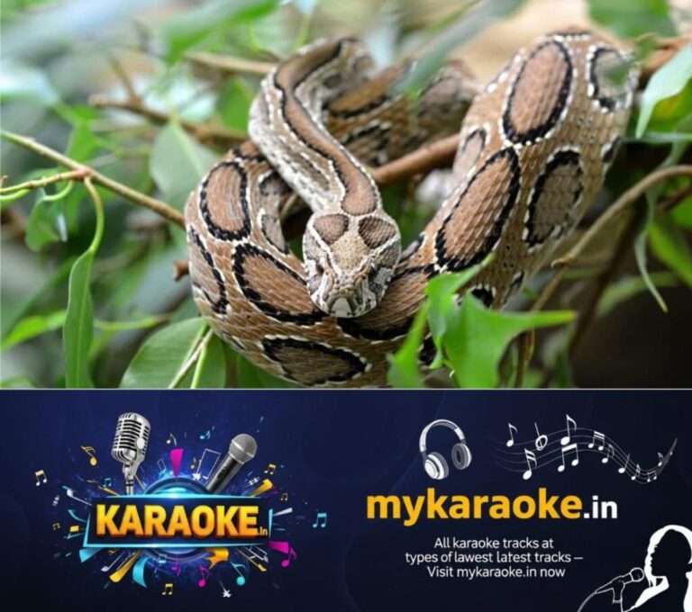 newskerala.net_1756529764_w-1280h-720format-jpgimgid-01g4pymdczrdcxmarynghpz2k2imgname-4-russel-s-viper
