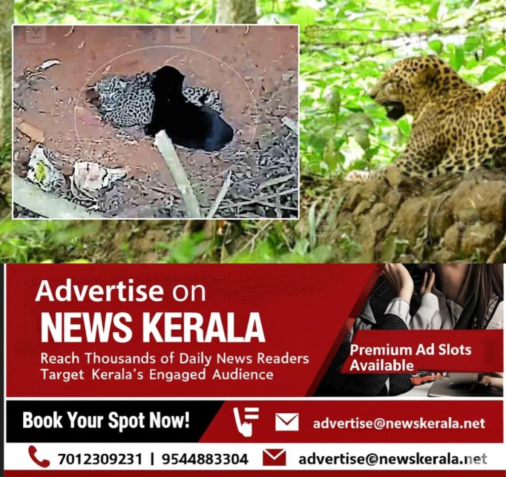 newskerala.net_1756539123_Leopard-baby