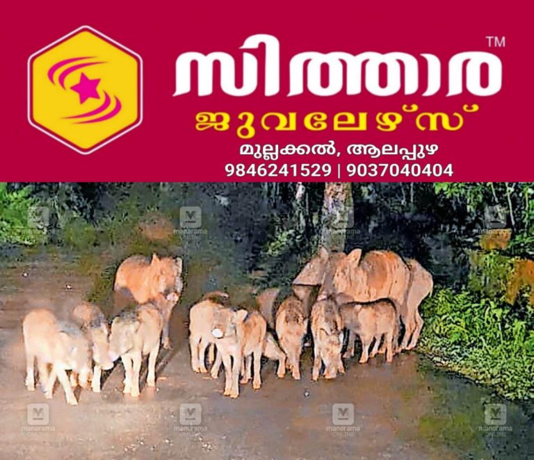 newskerala.net_1756543203_perumanna-wild-boar
