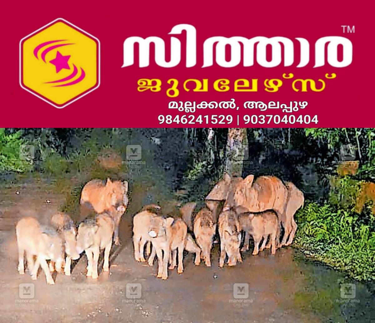 newskerala.net_1756543203_perumanna-wild-boar