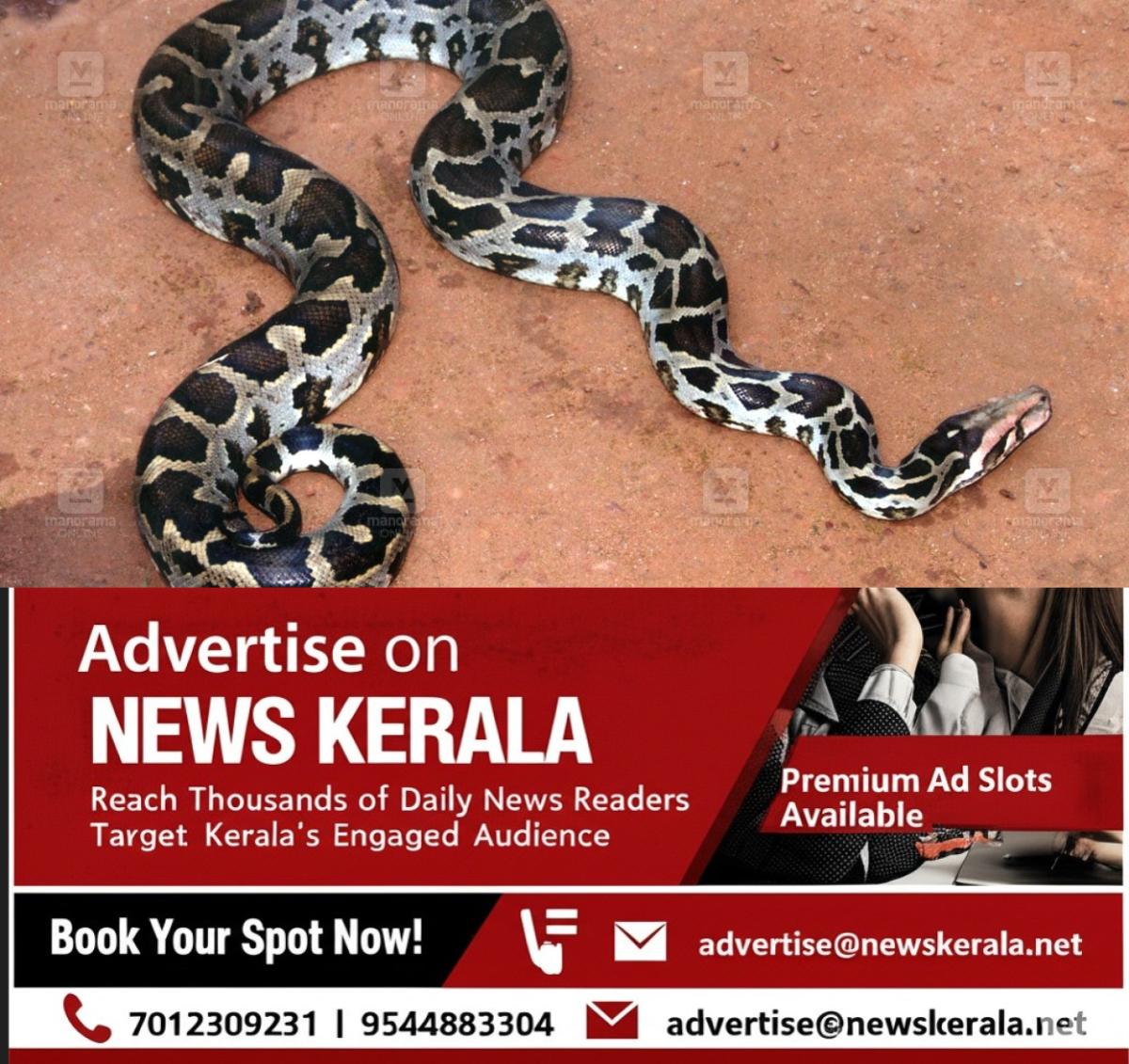 newskerala.net_1756562667_python-snake-1