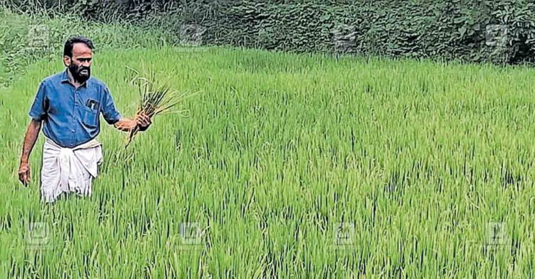 olappazhuppu-mannur-njarakkod-paadi-field.jpg