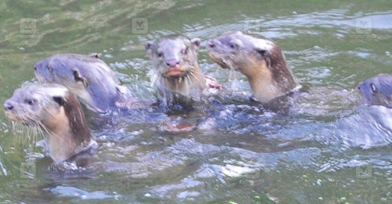 otters-kottayam.jpg
