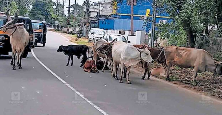 palakkad-animals.jpg