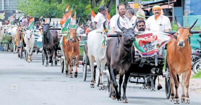palakkad-chittur-bull.jpg