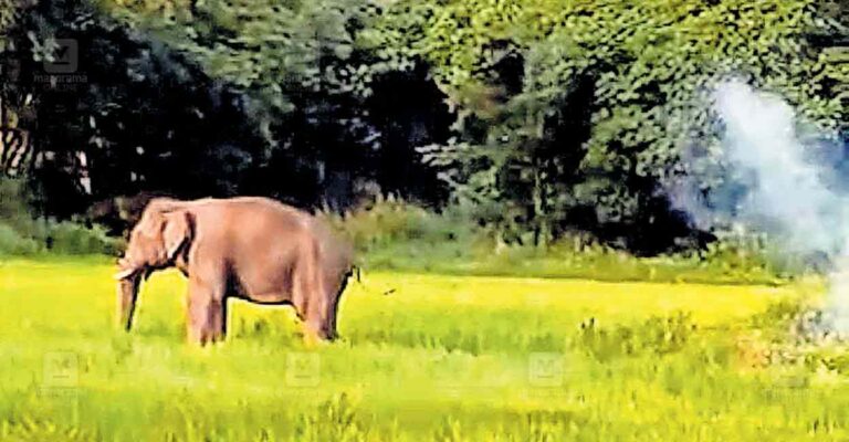 palakkad-elephant.jpg