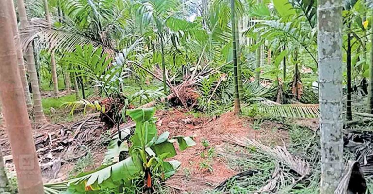 palakkad-elephant-attacked-farming.jpg