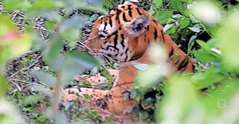 palakkad-ootty-tiger.jpg