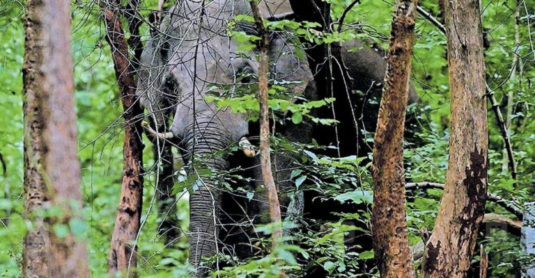 palakkad-pt-5-elephant.jpg