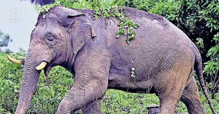 palakkad-pt-5-wild-elephant.jpg
