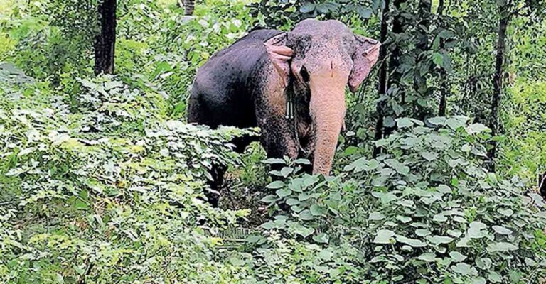 palakkad-violence-elephant.jpg