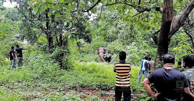 palakkad-wild-elephant.jpg