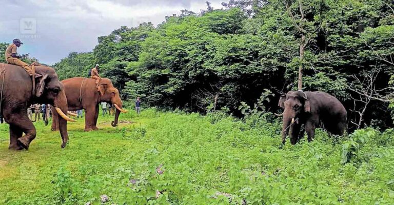 palakkad-wild-elephant-issue.jpg