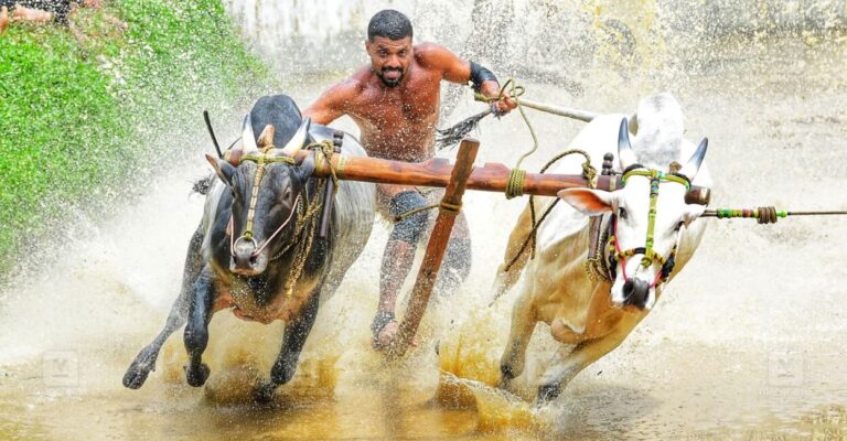 pantheerankavu-bull-race-2.jpg