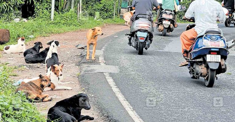 pantheerankavu-stray-dog-issue.jpg