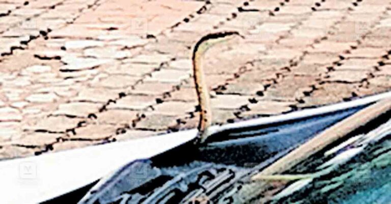 pathanamthitta-snake.jpg