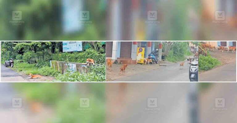 pathanamthitta-stray-dog-attack.jpg
