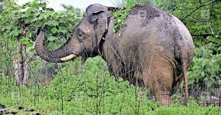 pt5-tusker.jpg